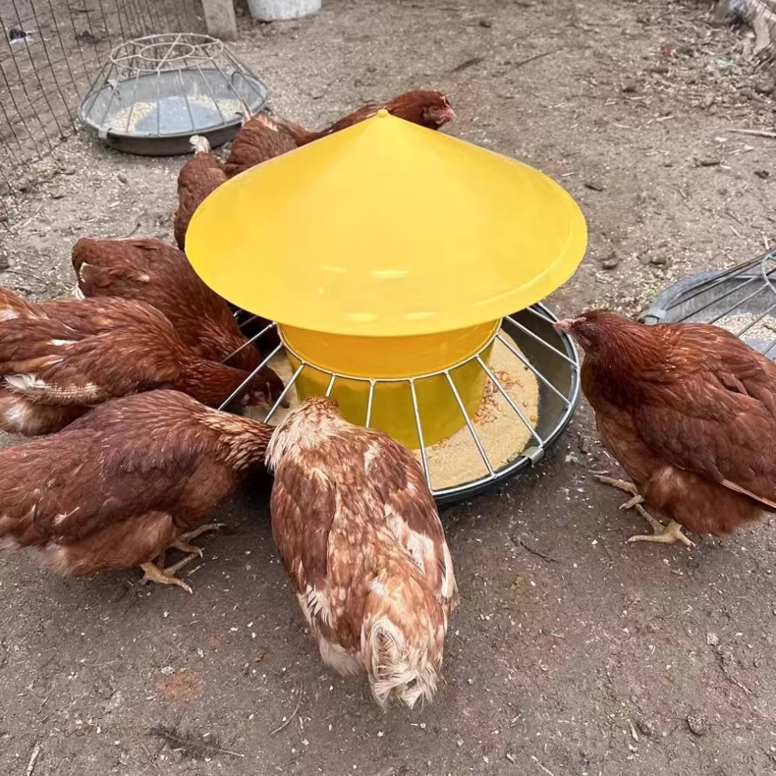 Okrągła karmnik dla drobiu o d – Feeding recenzja i cena